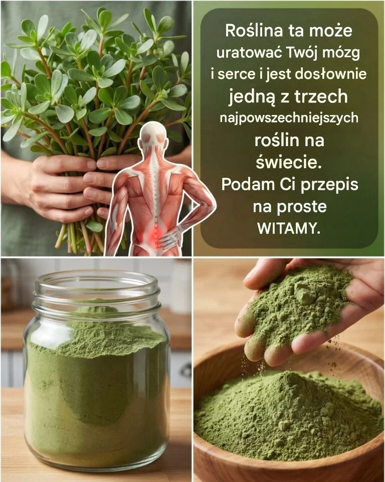 🌿 Portulaka pospolita (Verdolaga): korzyści, właściwości i jak jeść tę potężną roślinę